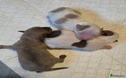 Chihuahua dogs for sale: Chihauhau puppies ready early November - Image 7
