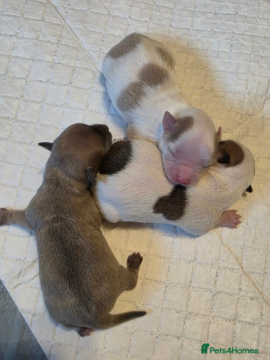 Chihuahua dogs for sale: Chihauhau puppies ready early November - Image 7