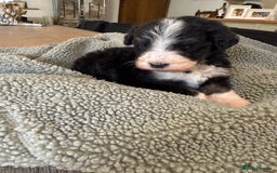 Bernedoodle dogs for sale: Bernadoodle home bred puppies boys and girls  - Image 5