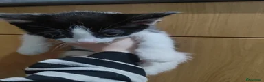 Black and white female