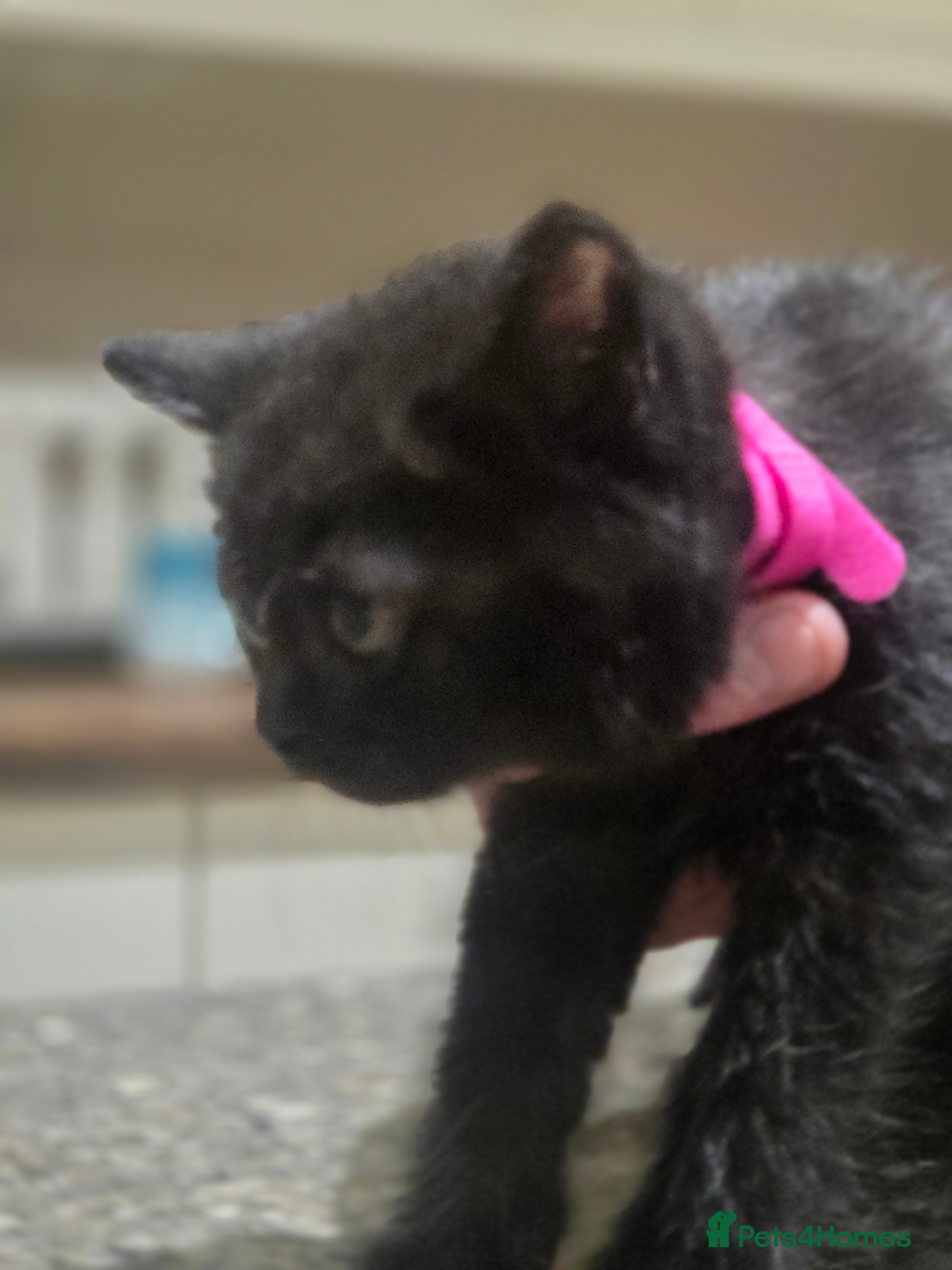 Persian cats for sale: Persian Cross tabby kittens for sale  in Warminster - Advert 2
