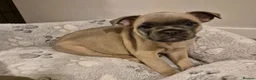 Mixed Breed dogs for sale: Boston Terrier x french bulldog Hybrid in Canterbury - Advert 7