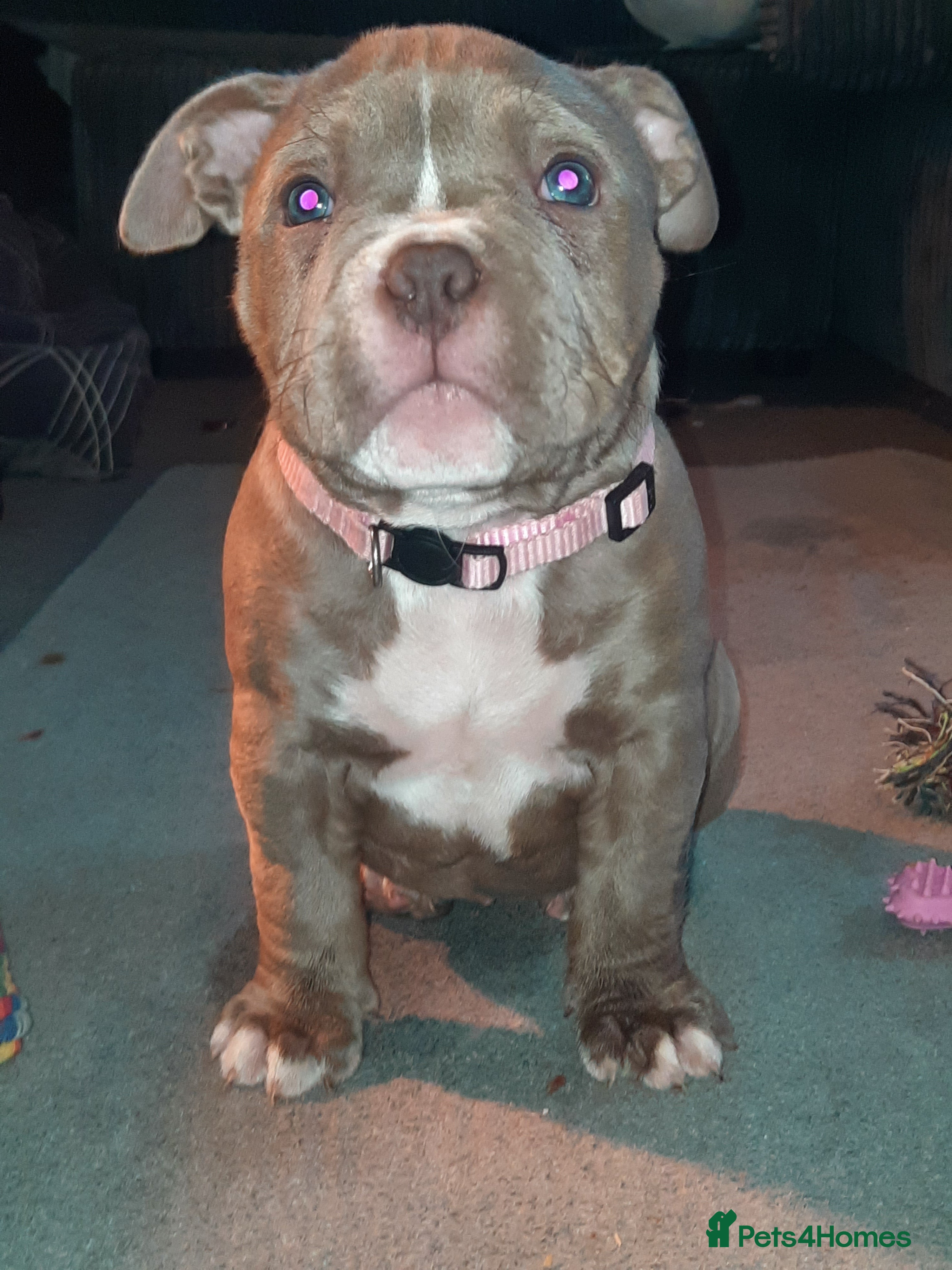 American Bully Puppy 3