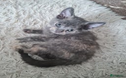 Mixed Breed cats for sale: Beautiful fluffy kittens - Image 8