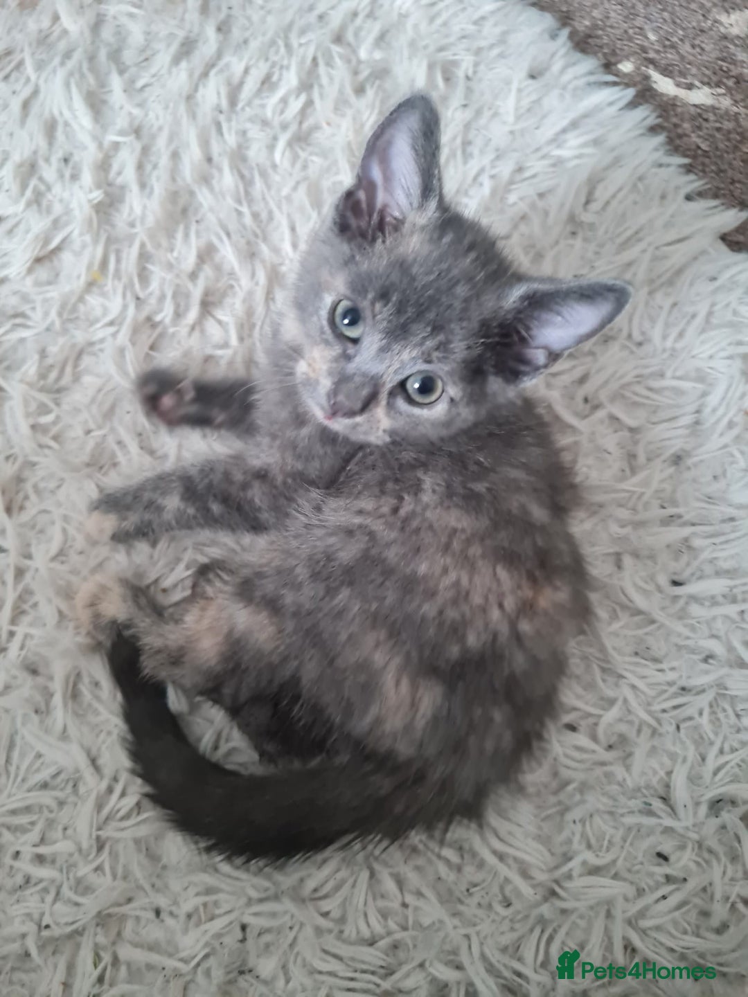 Mixed Breed cats for sale: Beautiful fluffy kittens - Image 8