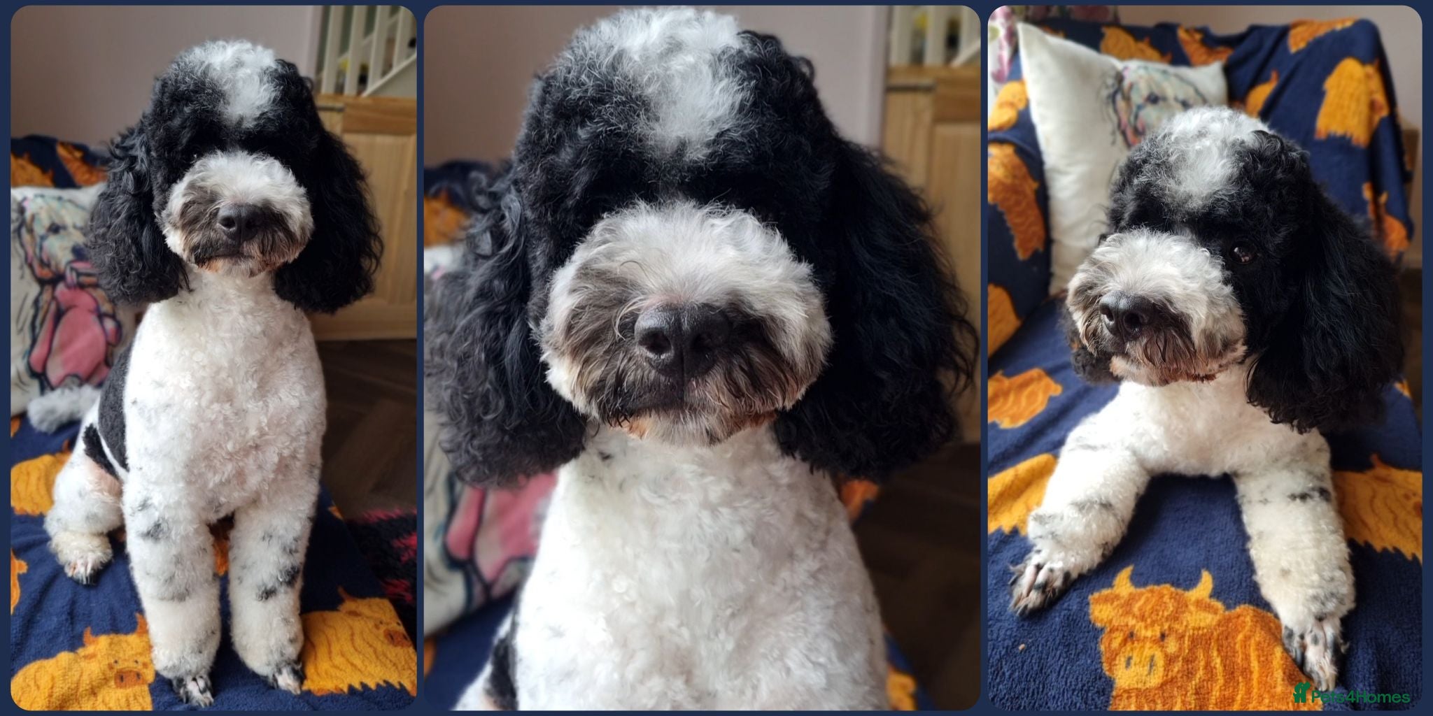 Miniature Poodle dogs Parti Miniature Poodle Stud - Advert 3