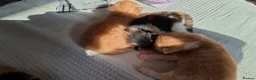 Mixed Breed cats for sale: Female  - Advert 12