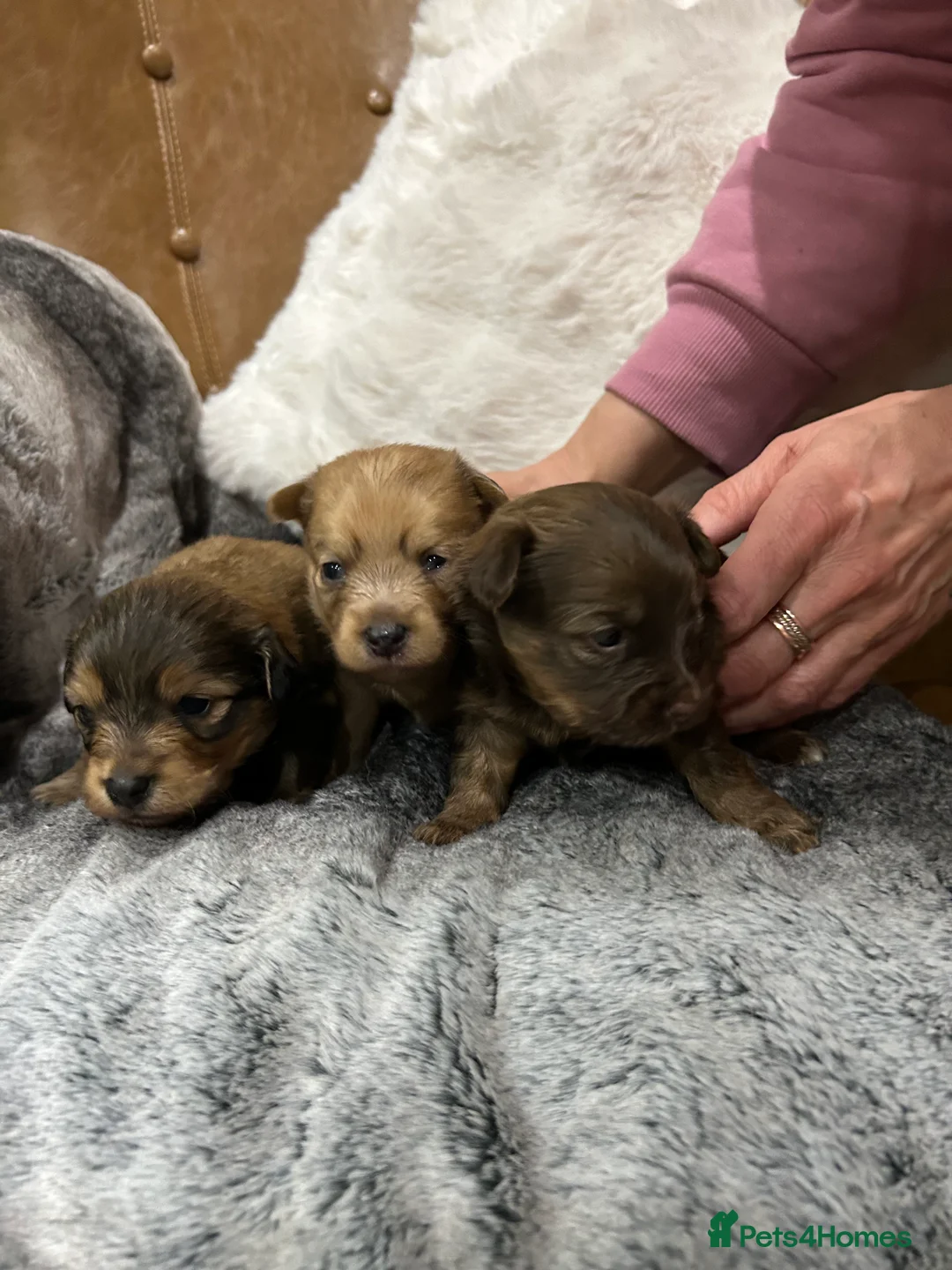 Mixed Breed dogs for sale: Miniature dachshund pomeranian sausage dog small  - Advert 19