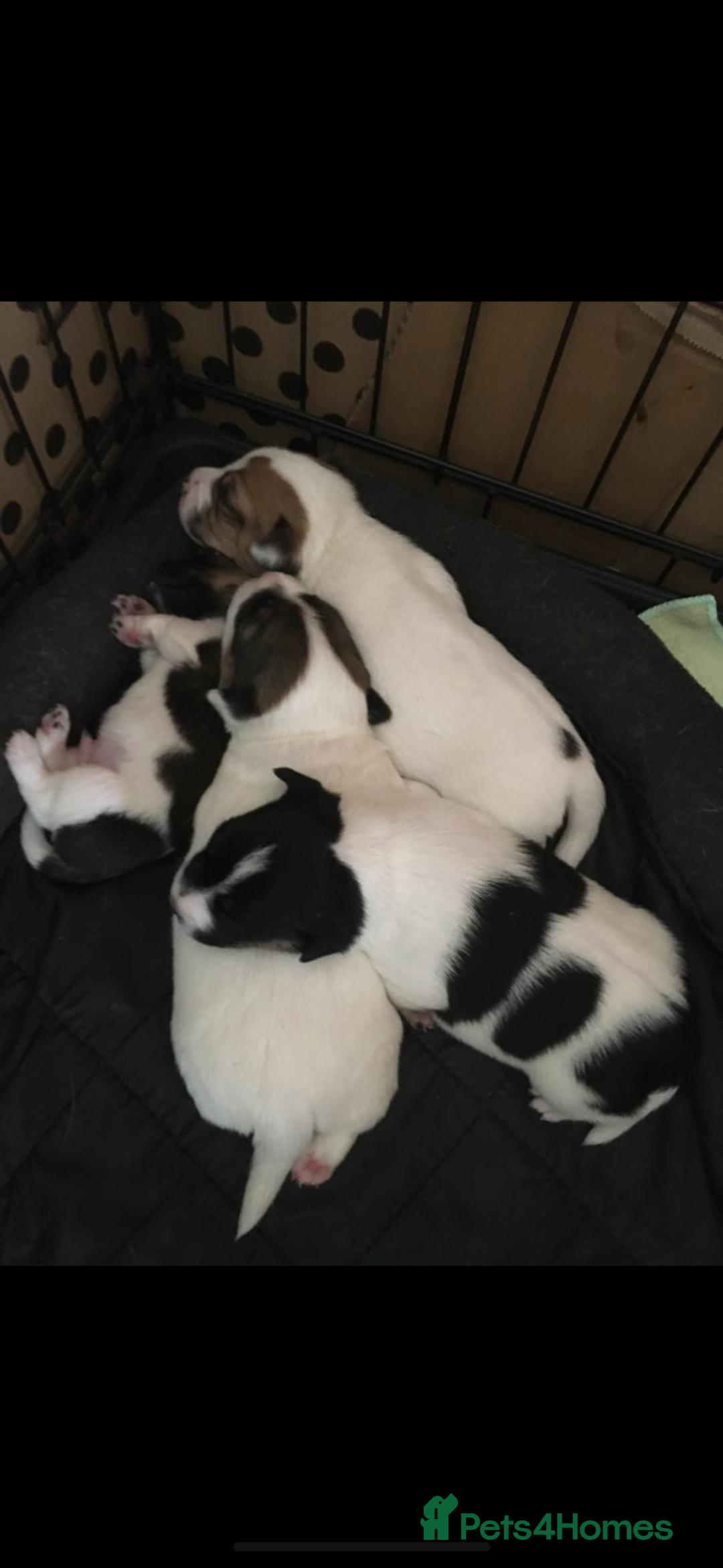 Jack Russell dogs for stud: Proven Jack Russell stud 2x ties  - Advert 7