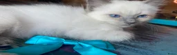 Ragdoll cats for sale: Adorable Ragdolls  - Advert 13