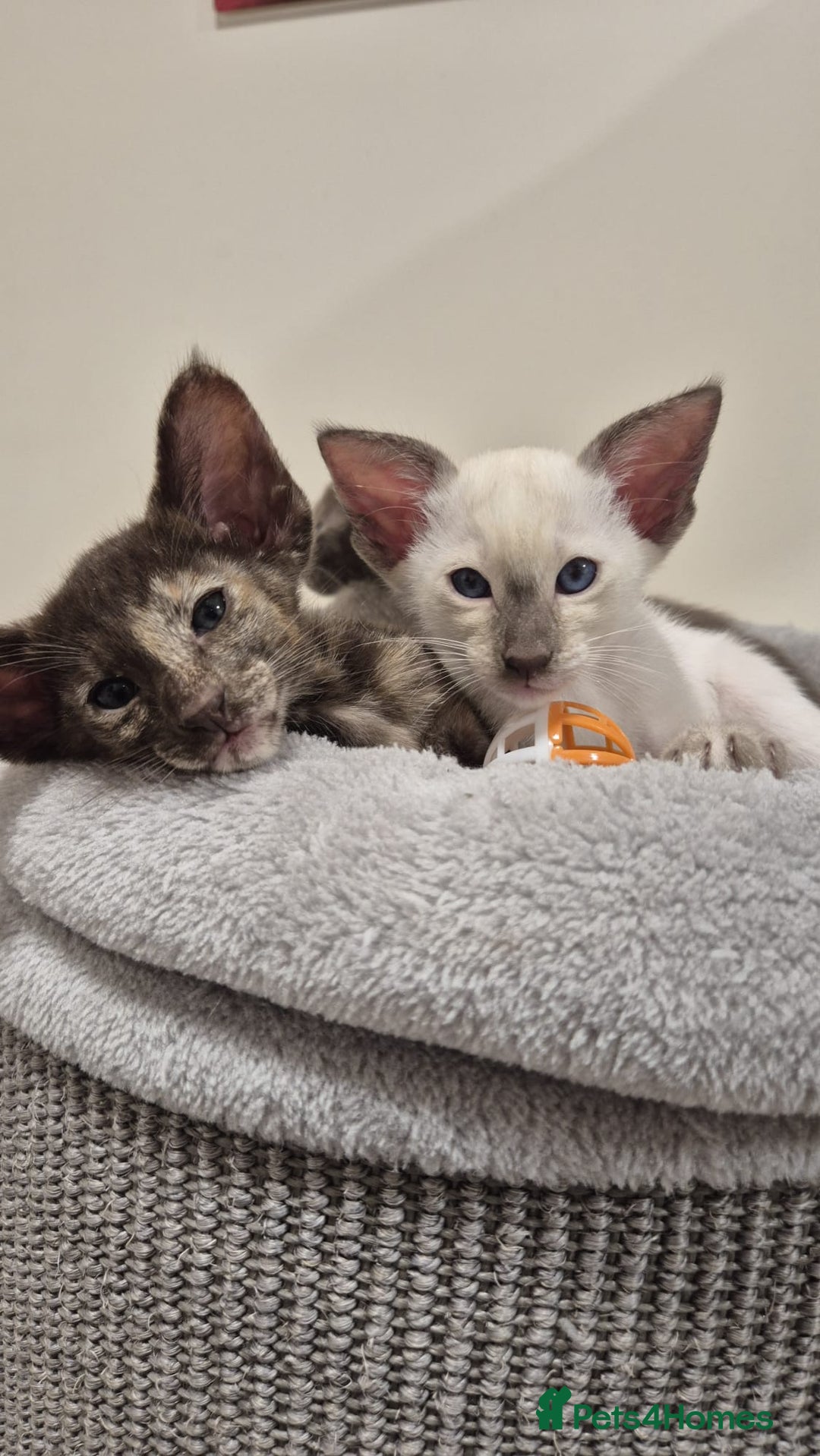 Oriental cats for sale: Oriental and Siamese kittens. - Advert 21