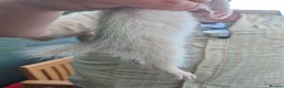 Ferret rodents for sale: 💚 Adorable well handled baby ferrets available 💚 - Advert 4