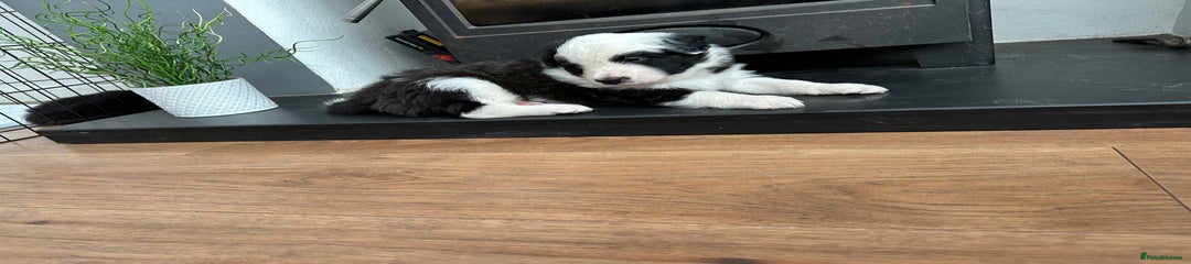Border Collie Puppy 1 (Duke)