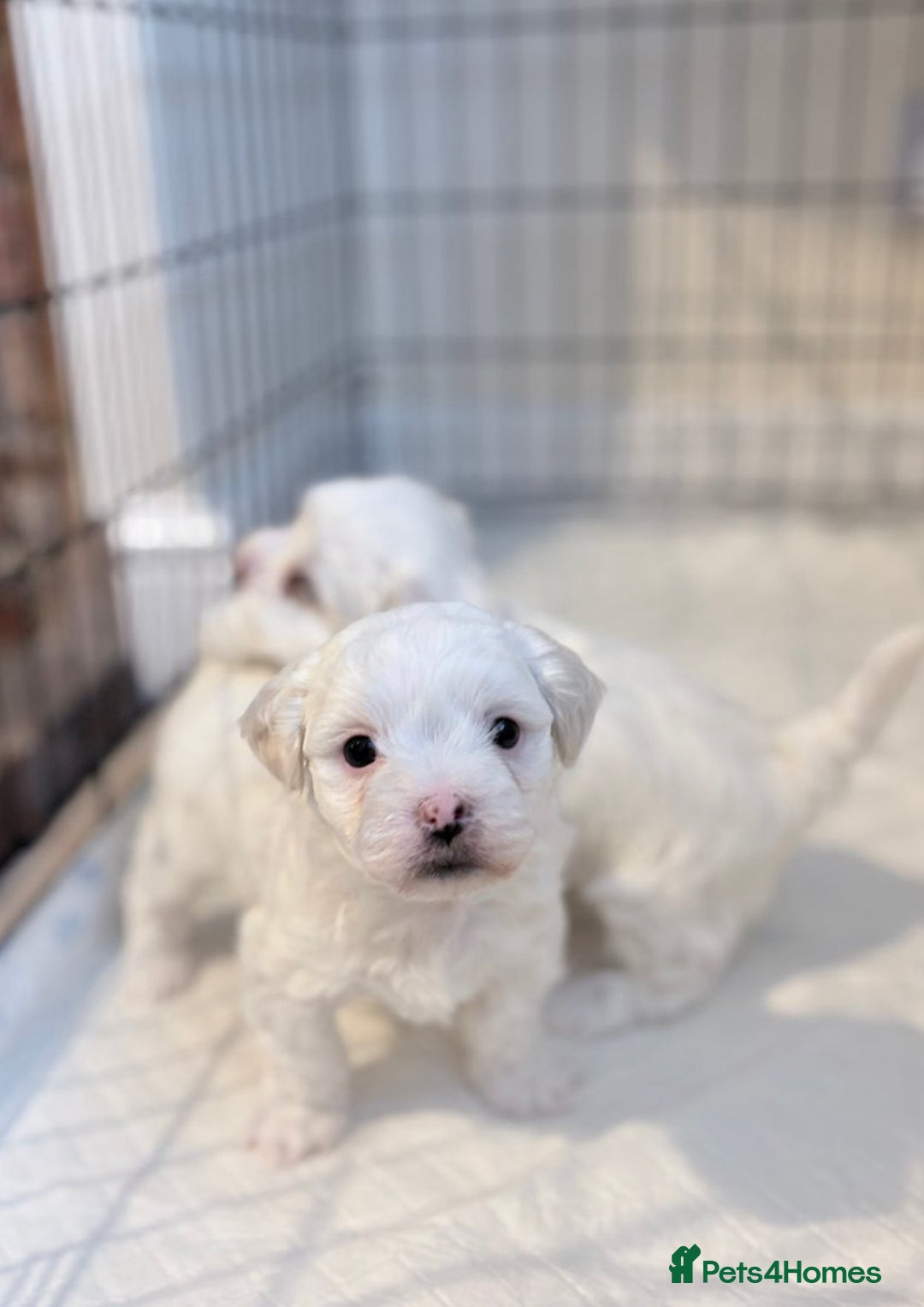 Bichon Frise dogs for sale: Bichon puppy for sale  - Advert 1
