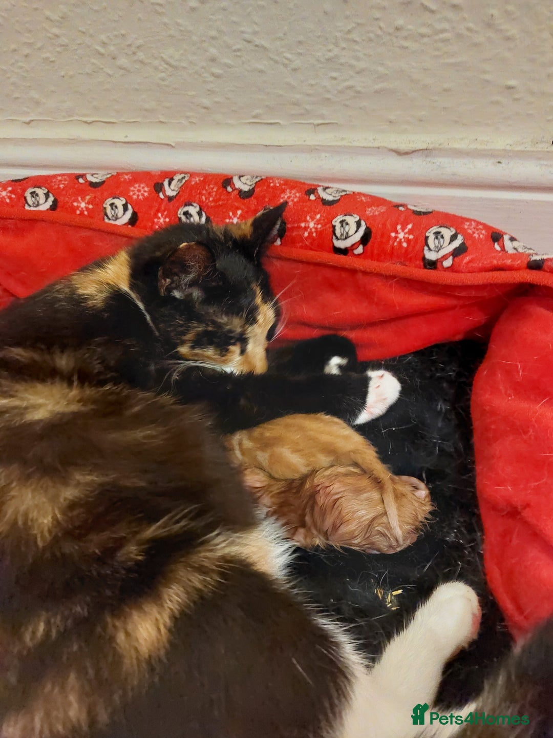 British Shorthair cats for sale: 4 kittens  for sale - Image 2
