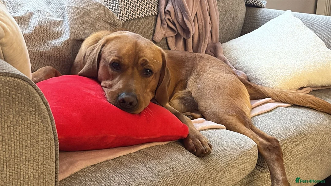 Labrador Retriever dogs for stud: Rocky Dog  in Bournemouth - Advert 4