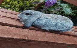 Mini Lop rabbits for sale: Well socialised baby bunnies with lifetime support - Image 4