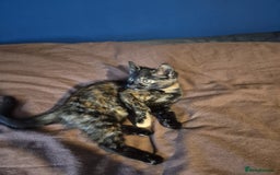 Mixed Breed cats for sale: Adorable Kittens - £150 (Reduced) - Image 2
