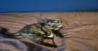 Mixed Breed cats - Advert 7