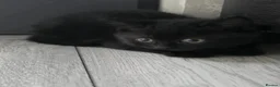 Mixed Breed cats for sale: Kittens available  - Advert 12