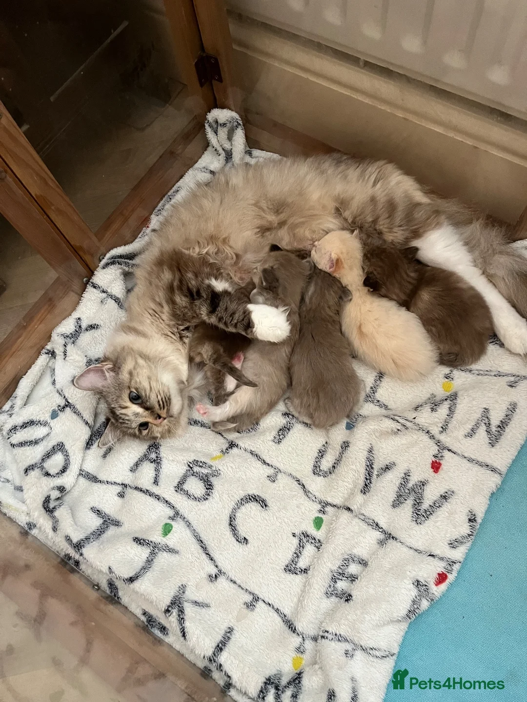 Ragdoll cats for sale: Ragdoll kitten. Cherubim sepia female . Tica reg  in Sheerness - Advert 14