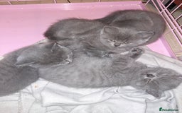 British Shorthair cats for sale: Little british shorthair kittens  - Image 3