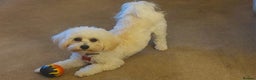 Maltipoo dogs for sale: Maltipoo pups  - Advert 12