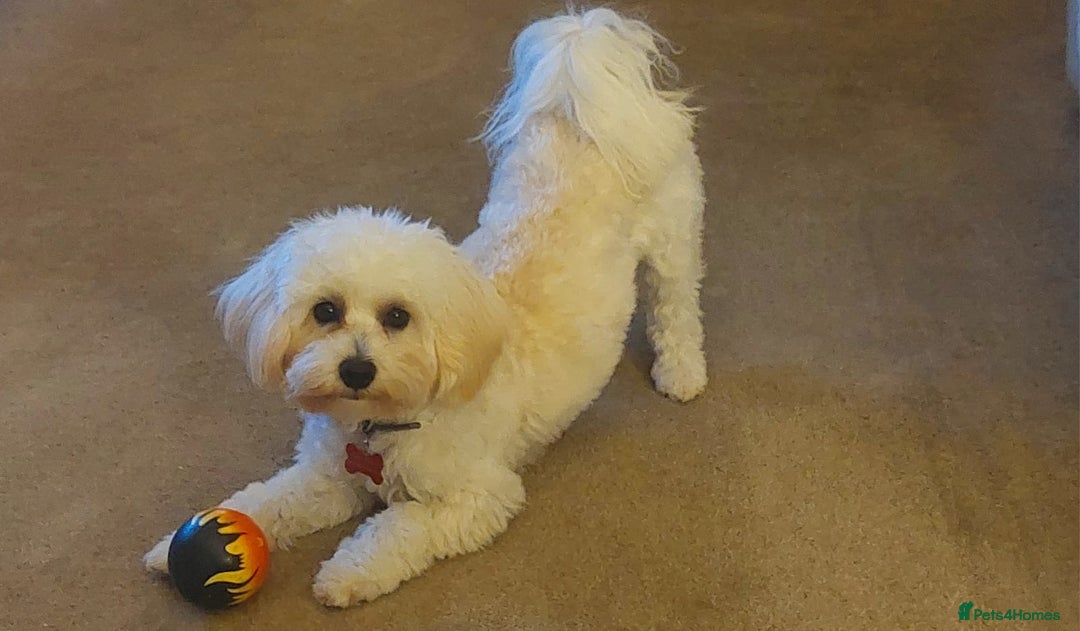 Maltipoo dogs for sale: Maltipoo pups  - Advert 12