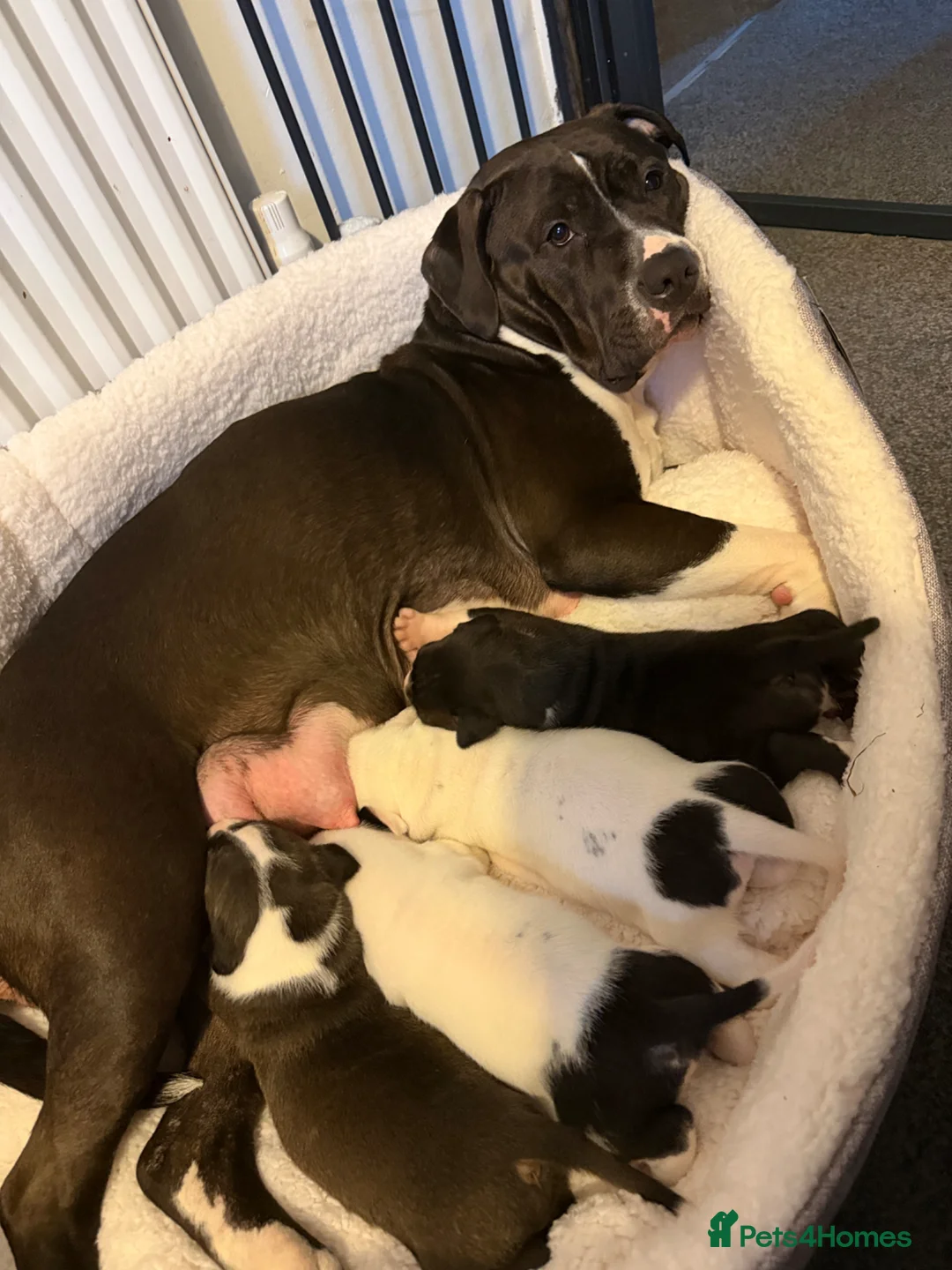 Mixed Breed dogs for sale: american bully cross staffy  - Advert 22