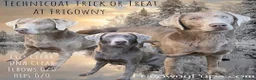 Labrador Retriever dogs for sale: 🩶 Quality RKC Reg Silver Labradors 🩶 - Advert 4