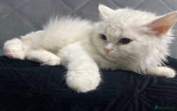 Turkish Angora cats for sale: 🐾 Gorgeous 5-Month-Old White Male Kitten 🐾 - Image 4