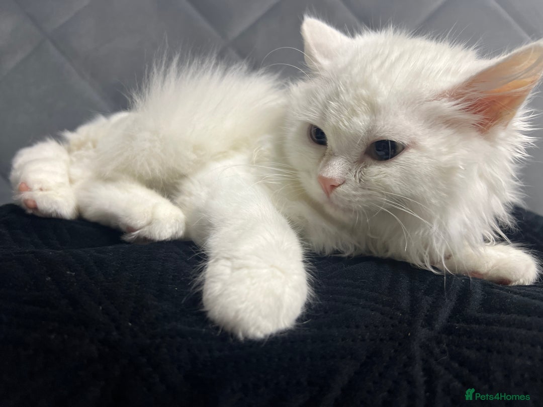 Turkish Angora cats for sale: 🐾 Gorgeous 5-Month-Old White Male Kitten 🐾 - Image 4