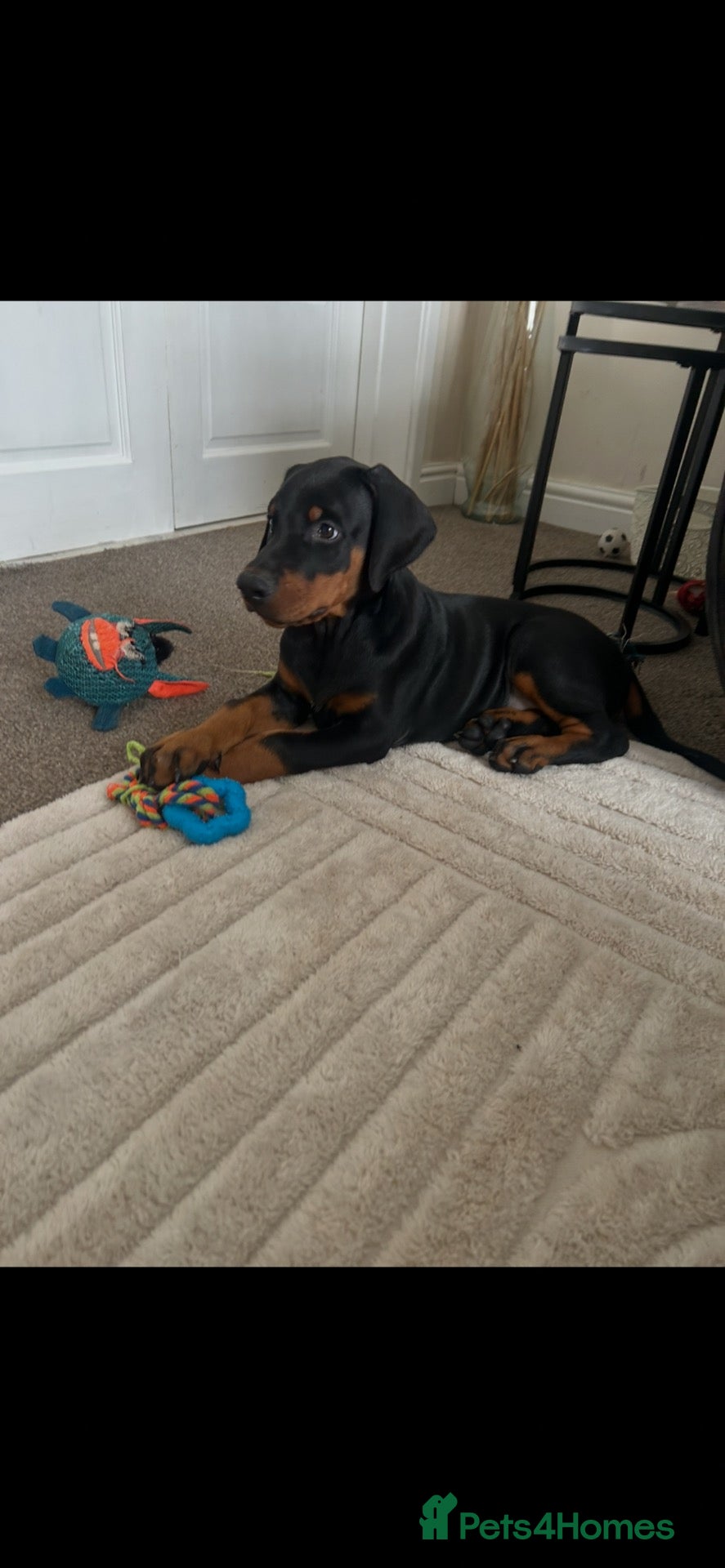 Dobermann dogs Kc registered Doberman pups top pedigrees  - Advert 2