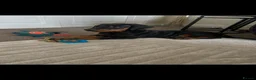Dobermann dogs for sale: Kc registered Doberman pups top pedigrees  - Advert 2