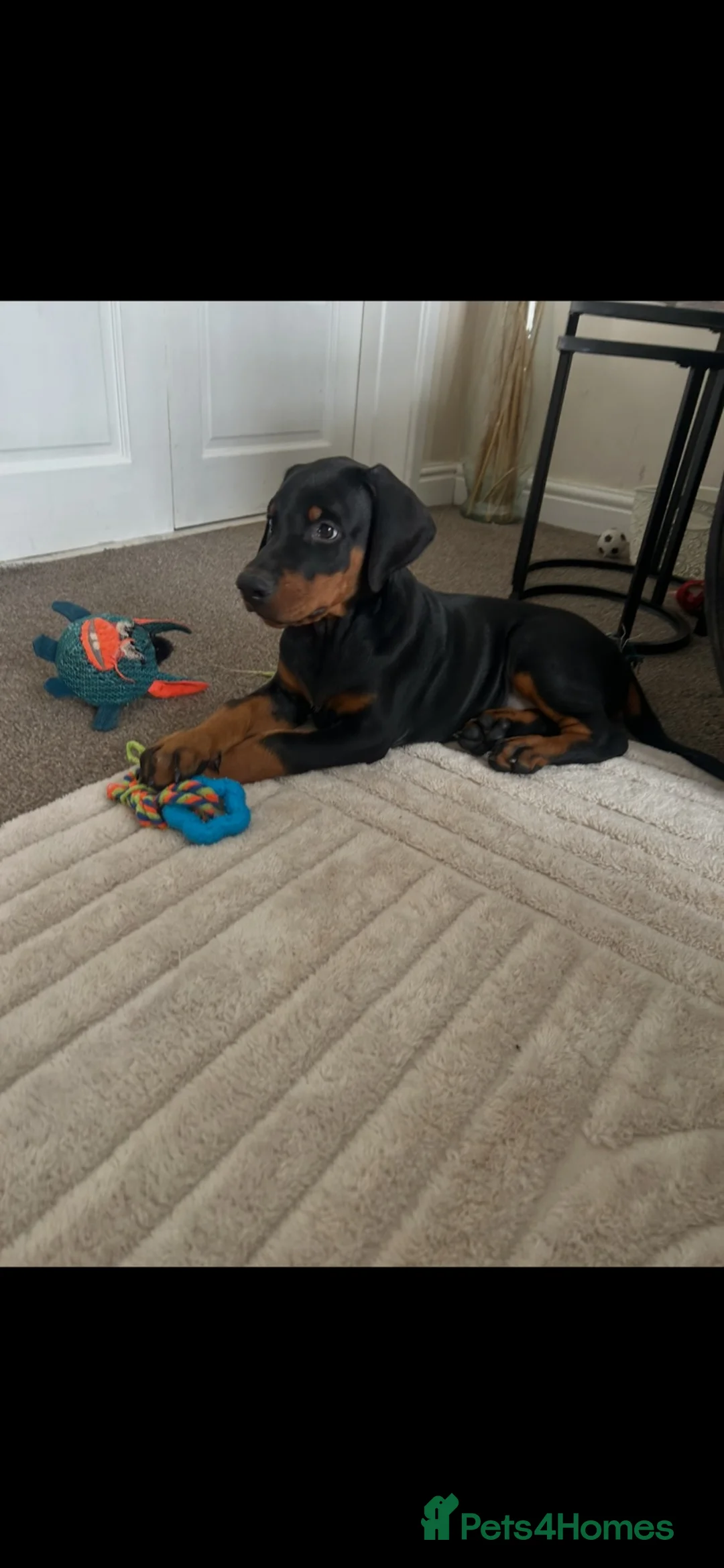 Dobermann dogs for sale: Kc registered Doberman pups top pedigrees  - Advert 2