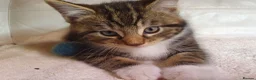 Maine Coon cats for sale: 5 Lovely Maine Coon cross kittens for sale - Advert 6