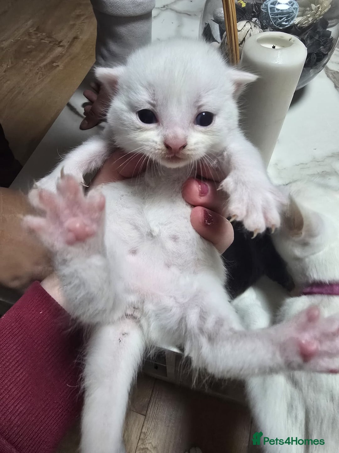 Mixed Breed cats for sale: 2 white kittens and 1 3-coloured for sale - Advert 3
