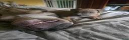 Mixed Breed dogs for sale: Pocket bully cross presa canario in Blackburn - Advert 9