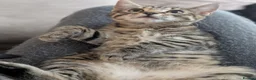 Bengal cats for sale: Bengal x American Mainecoon Kittens - READY TO GO - Advert 6