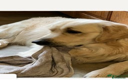 Golden Retriever dogs for sale: Stunning golden retriever babies - Image 8