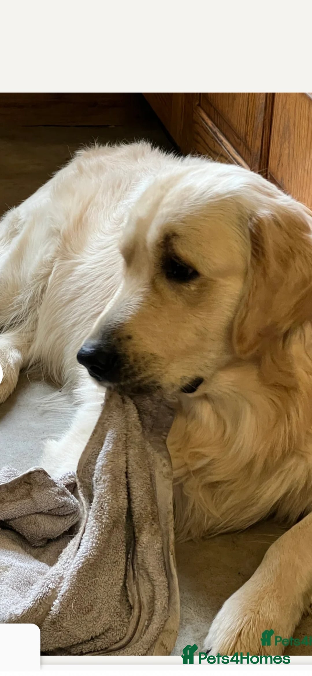 Golden Retriever dogs for sale: Stunning golden retriever babies - Image 8
