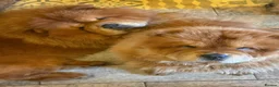Chow Chow dogs for sale: Kc Registered Chow Chow Pups - Advert 16