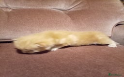 Mixed Breed cats for sale: Four mixed breed British short kittens - Image 15