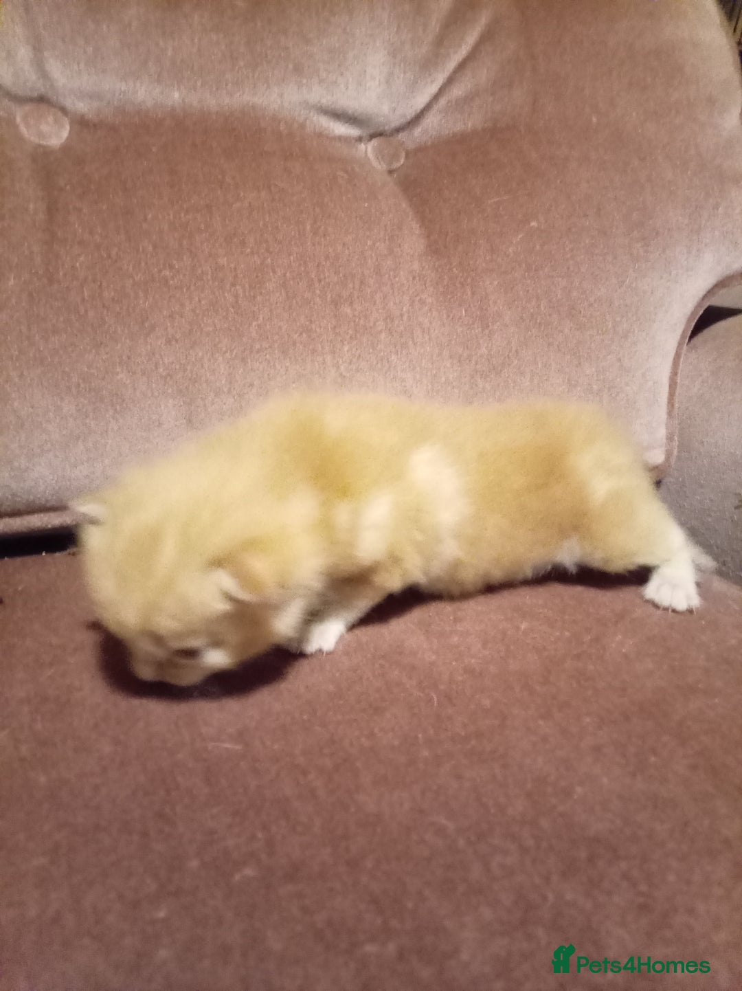 Mixed Breed cats for sale: Four mixed breed British short kittens - Image 15