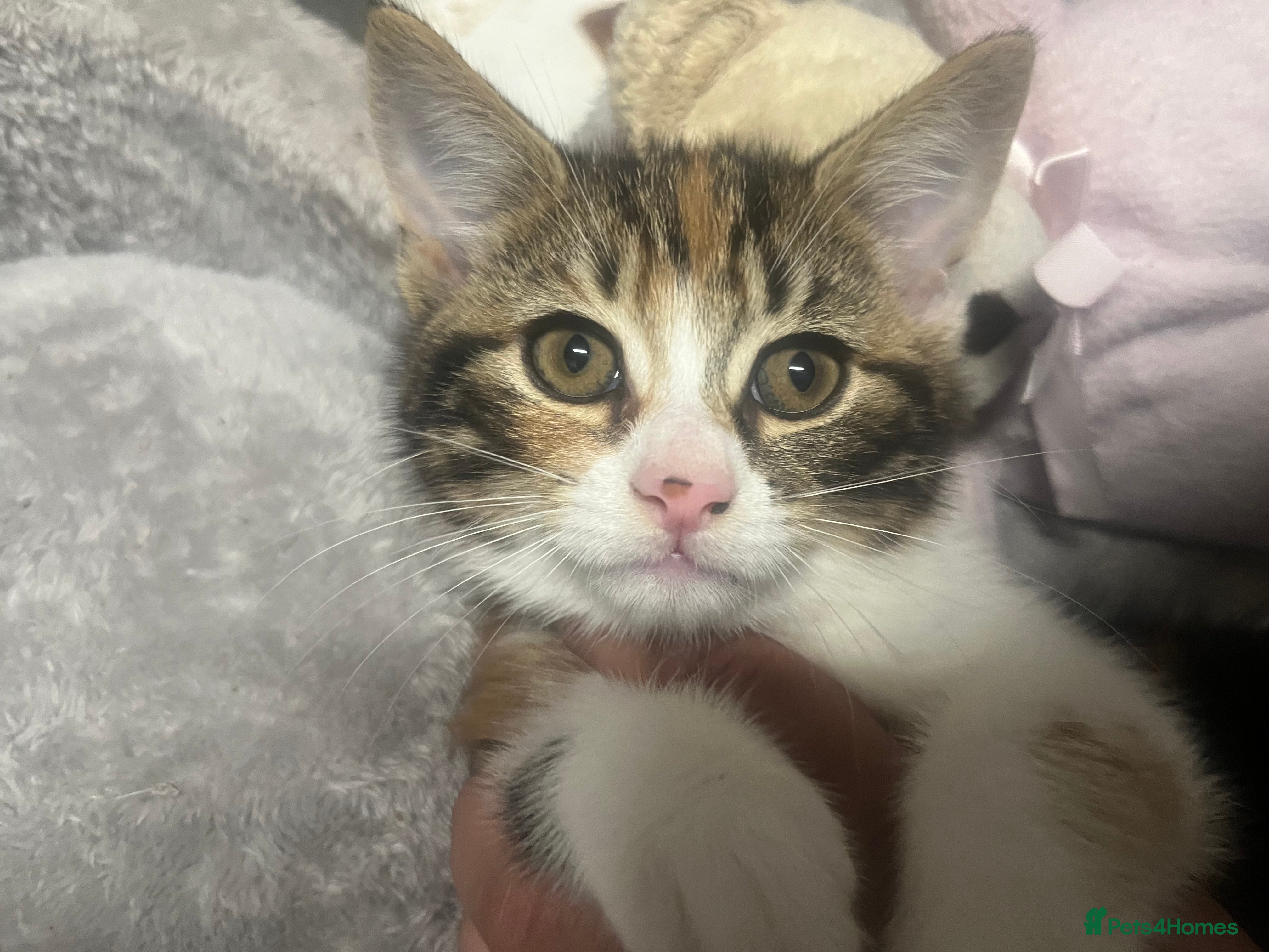 Mixed Breed cats 🐾 Beautiful 10 week Old Calico Female Kittens 🐾 - Advert 1