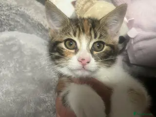 Mixed Breed cats 🐾 Beautiful 10 week Old Calico Female Kittens 🐾 - Advert 1