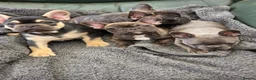 French Bulldog dogs for sale: French bulldog puppies  in Louth - Advert 7
