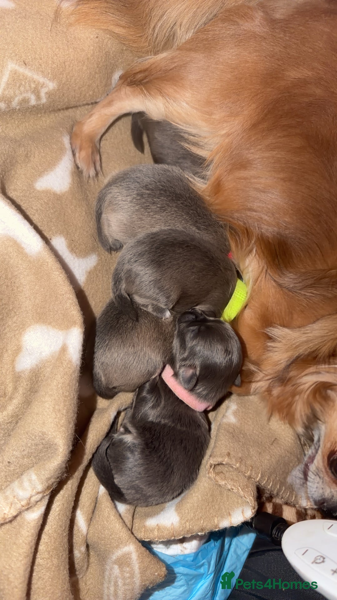 Chihuahua dogs for sale: Fluffy chihuahuas - Advert 7