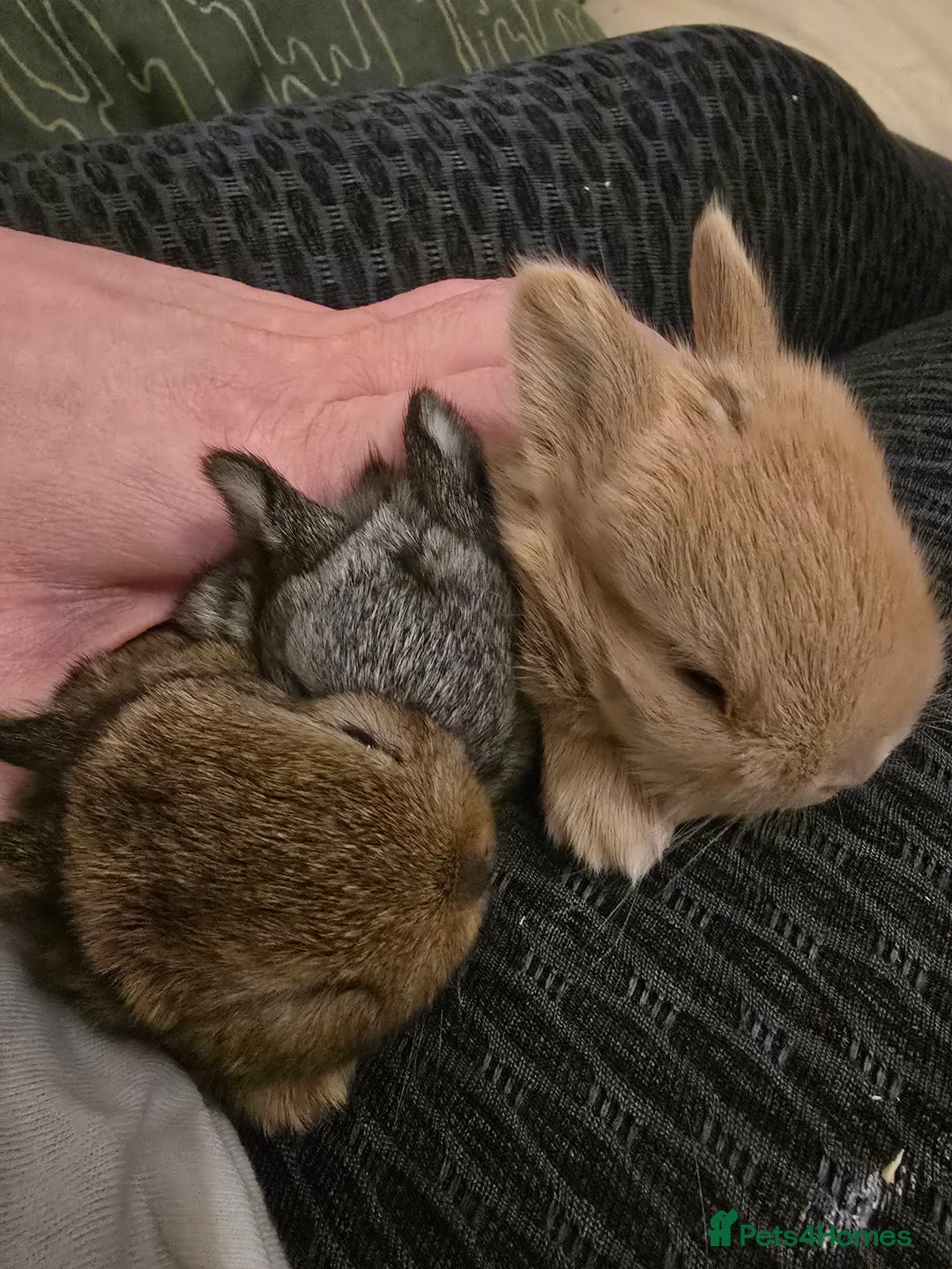 Netherland Dwarf rabbits for sale: Netherland dwarf babies bunnies - Advert 11