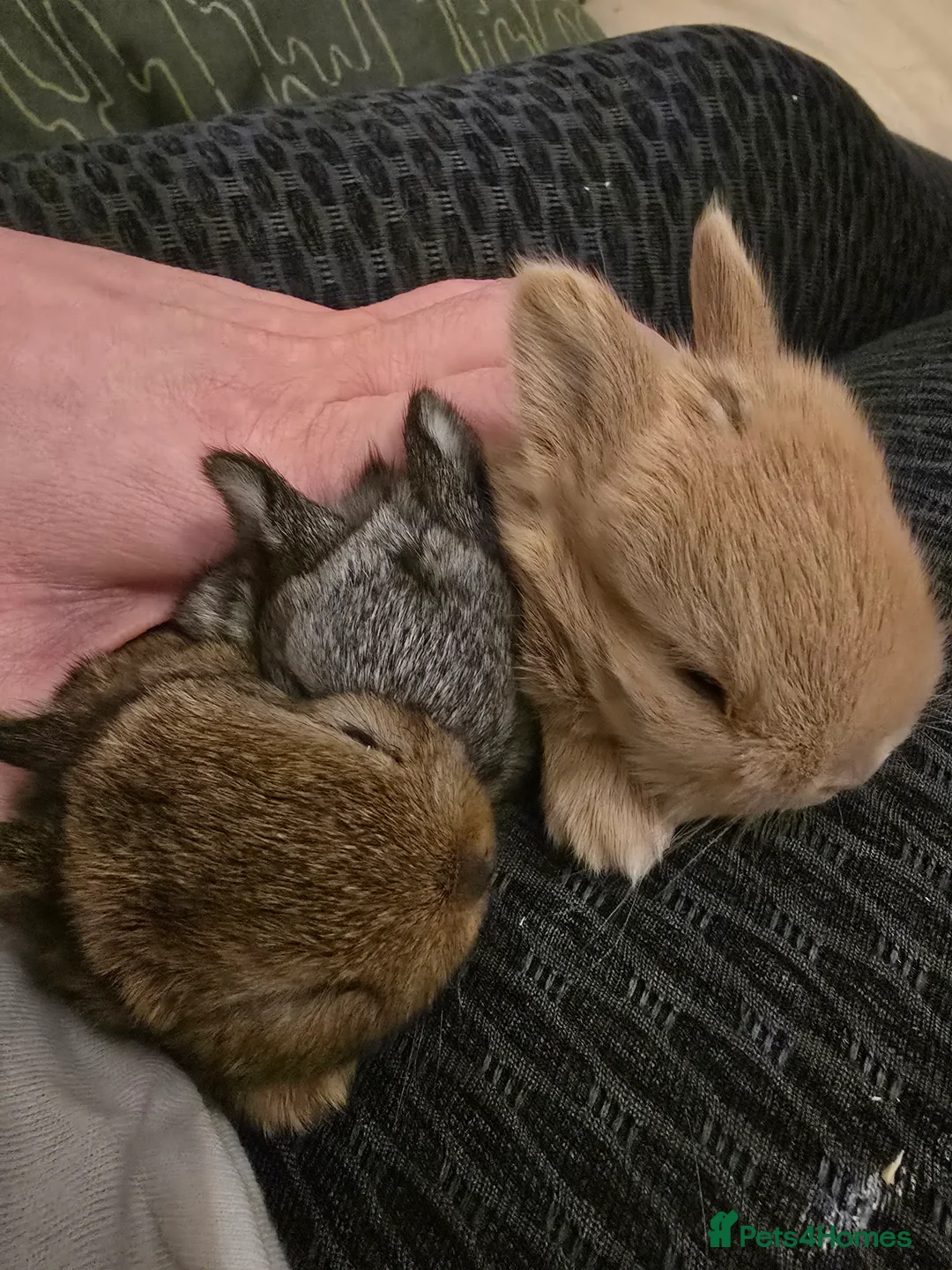 Netherland Dwarf rabbits for sale: Netherland dwarf babies bunnies - Advert 18